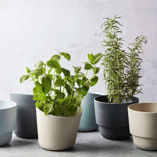 Herb jar made of bamboo fiber in 2 variations - Point-Virgule