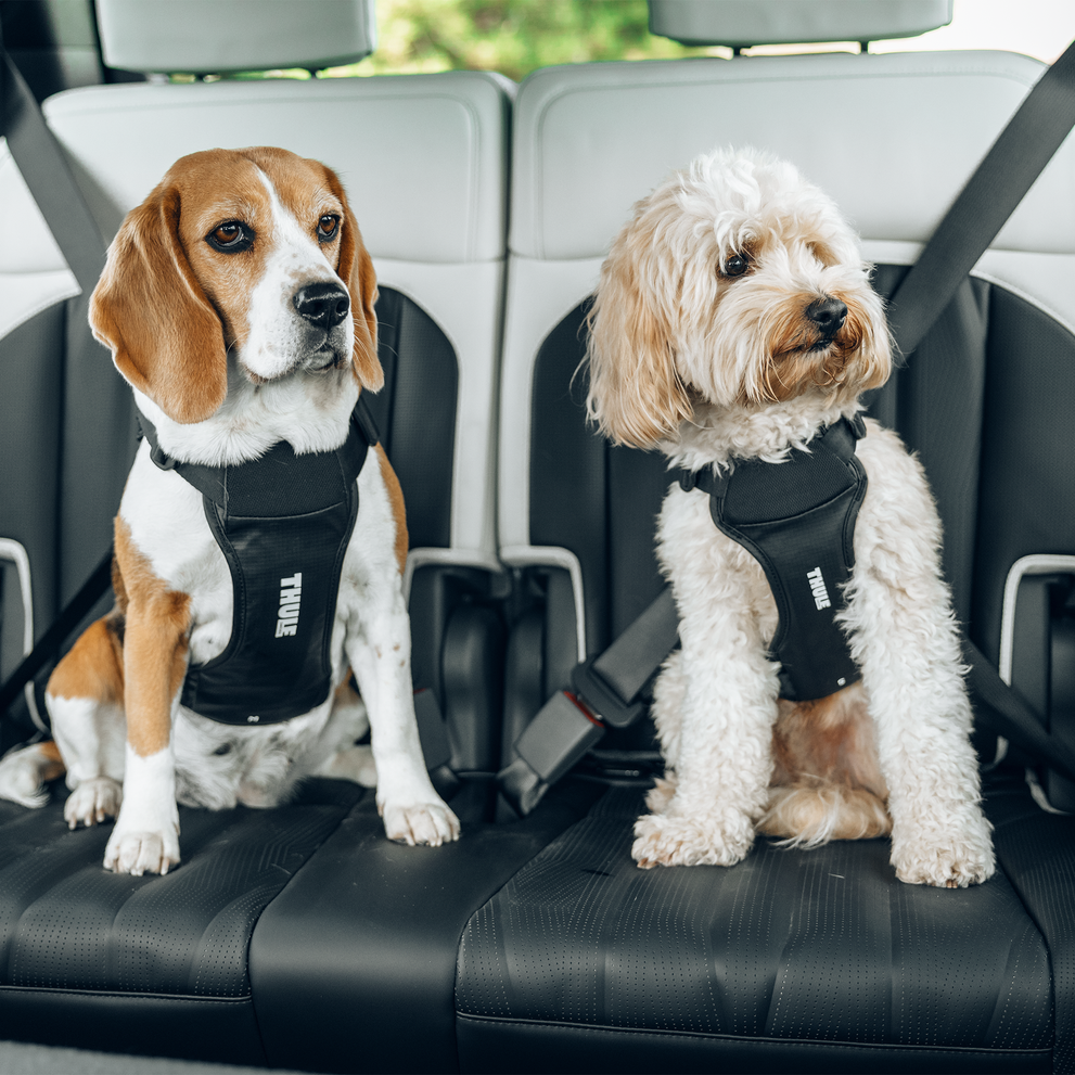 Honden harnas Cappy - Thule