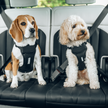 Honden harnas Cappy - Thule