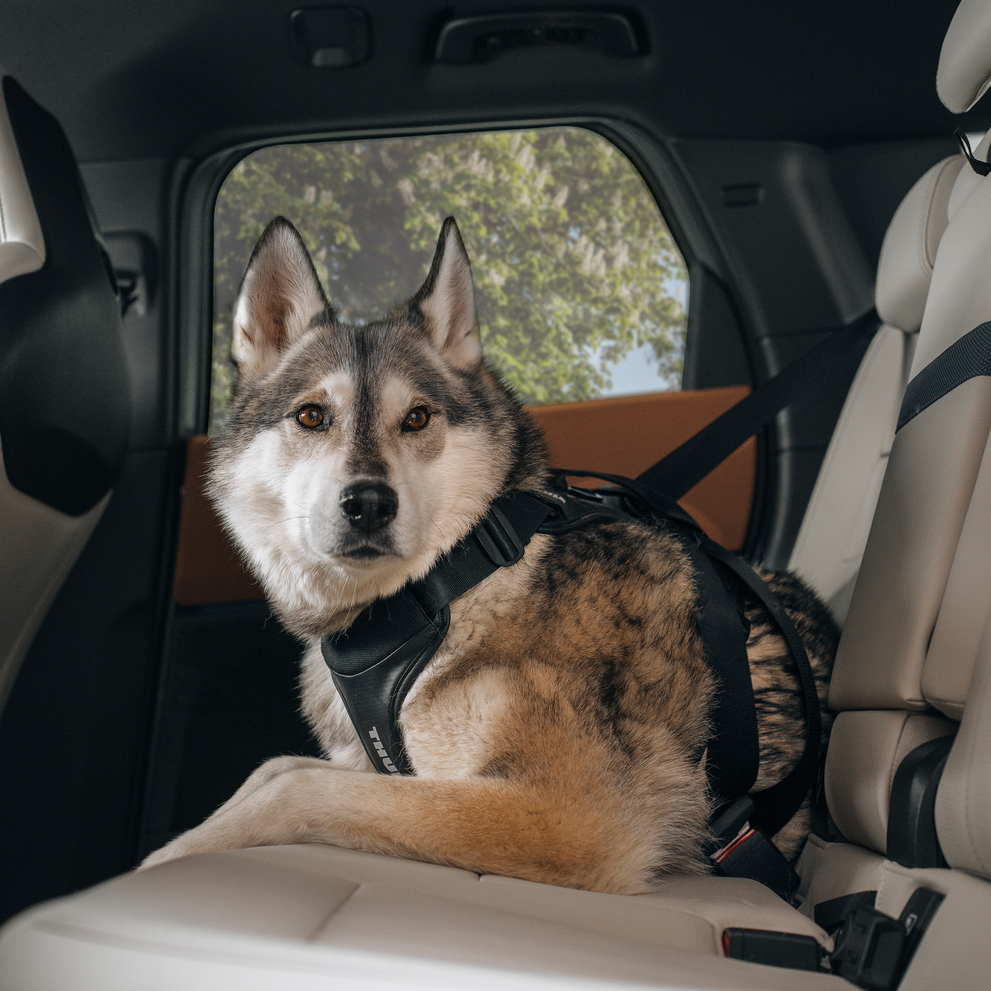 Honden harnas Cappy - Thule