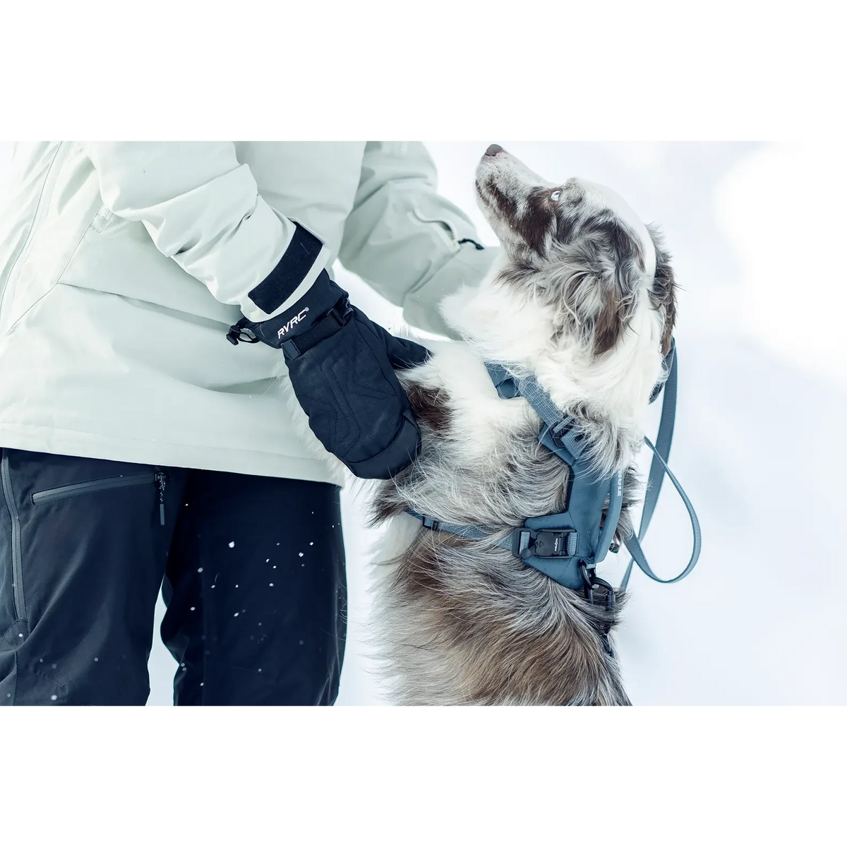 Honden harnas Dart - Thule