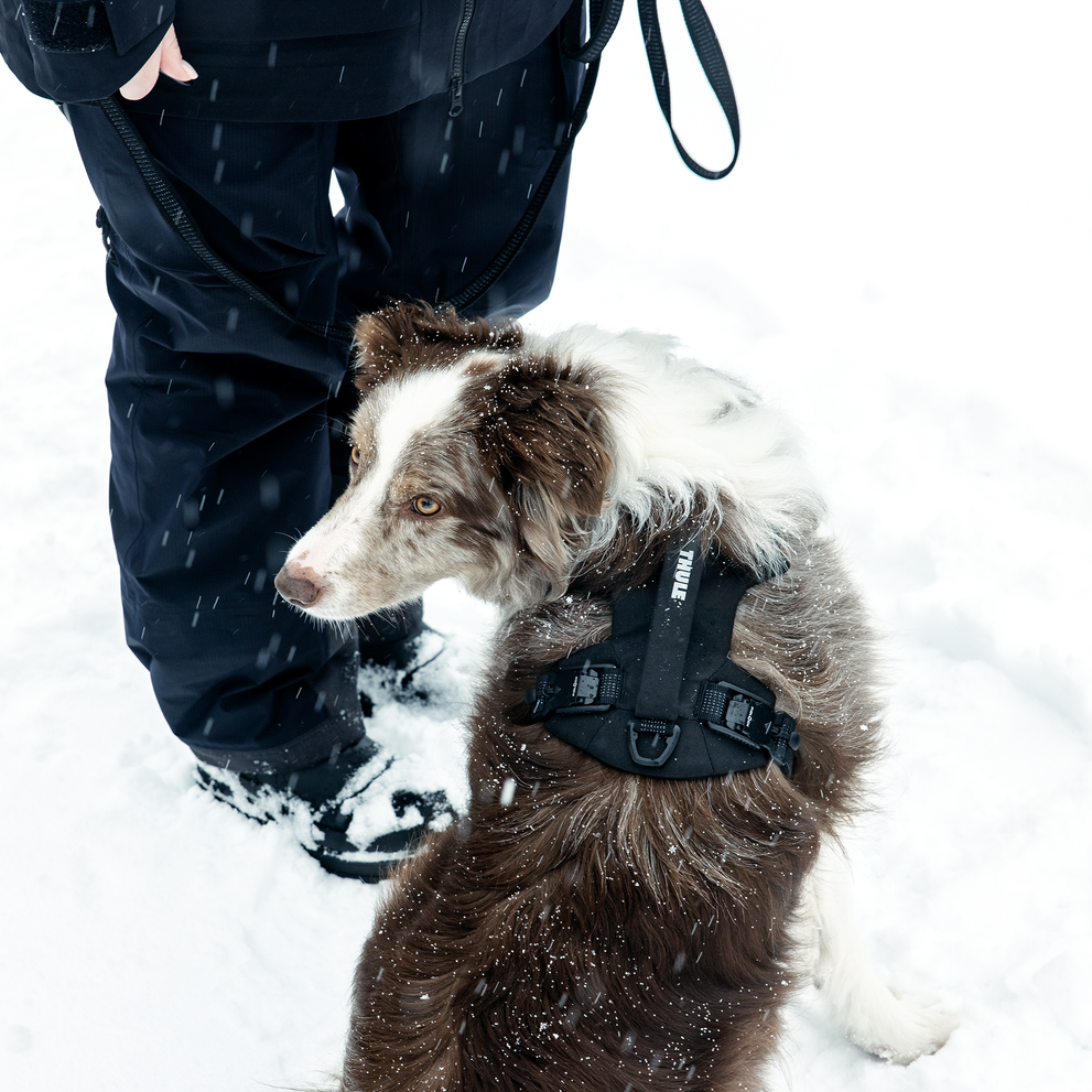 Honden harnas Dart - Thule