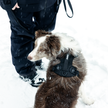 Honden harnas Dart - Thule